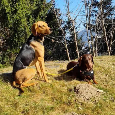 Vakantiehuis Dog-friendly In