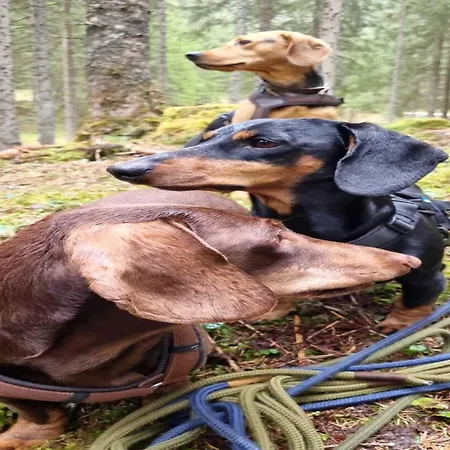 Vacation In Feriehus Flachau