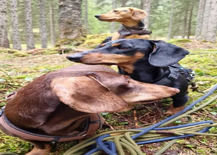 Vacation In Дом отдыха Флахау